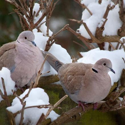 En hiver, elle erre en petit groupe dans les parcs et jardins.