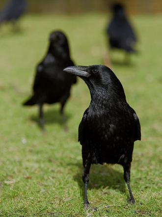 La corneille noire est très sociable, elle vit en couple ou en groupe mais toujours moins grand que les groupes de corbeaux freux.