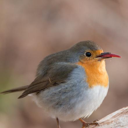 Il mange les chenilles, papillons, limaces et araignées.