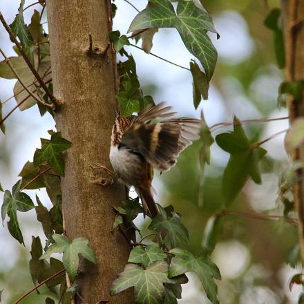 Il s'y déplace en spirale, par petits bonds jusqu'en haut puis s'envole au pied d'un autre arbre et recommence.