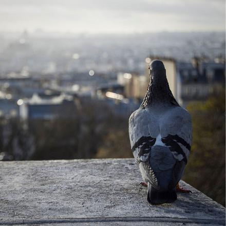 Le pigeon domestique est une espèce sédentaire.