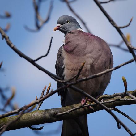 Le pigeon ramier appelé aussi palombe est plus grand et plus gros que le pigeon domestique. C'est le même le plus grand pigeon en France.