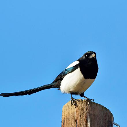 La pie bavarde a le plumage noir et blanc.