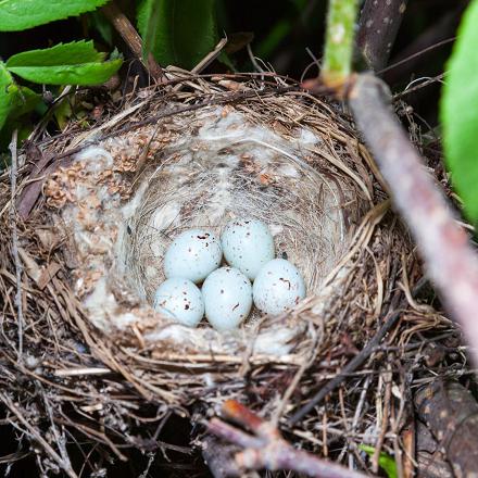 Son nid est une coupe que l'on va retrouver sous les buissons, proche du sol ou à même le sol.