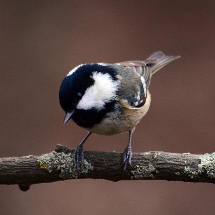 La mésange noire a la tête noire, les joues blanches, et une tache blanche sur la nuque.