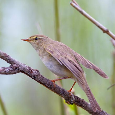 Ses ailes plus longues nous indiquent son comportement migrateur de longue distance.