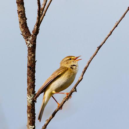 Le chant du pouillot fitis est mélancolique et flûté et se termine par une cascade de notes descendantes. 