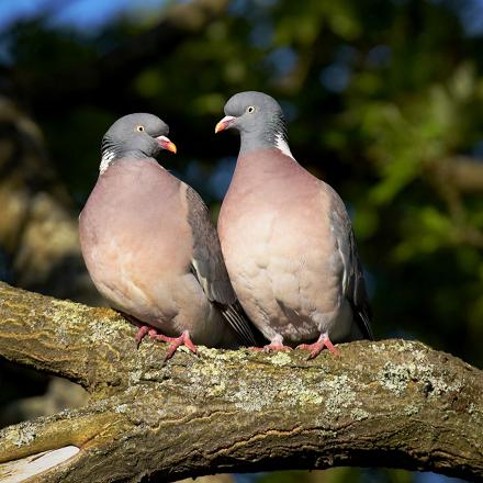 La période de reproduction du pigeon ramier s'étend d'avril à octobre.