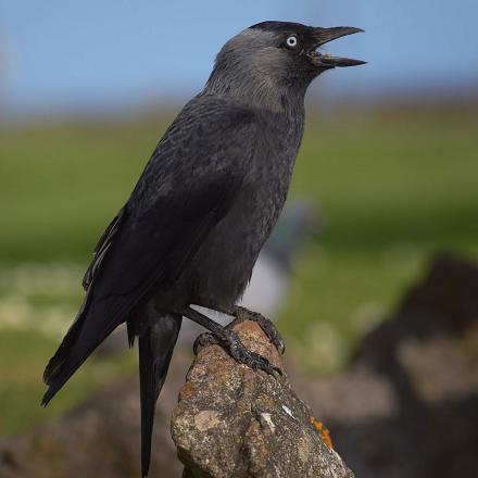 Le choucas des tours a un cri plus clair que celui de la corneille noire ou du corbeau freux. 