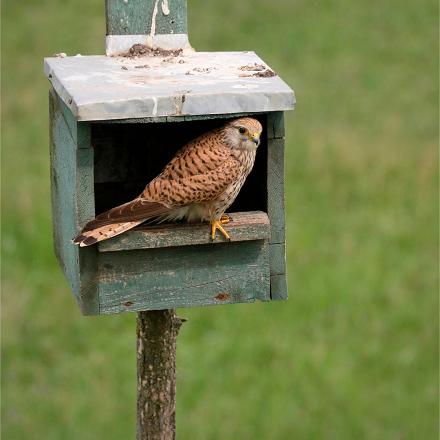 Au jardin, le faucon crécerelle peut s'installer dans les nichoirs.