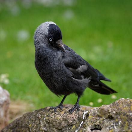 Lors de la parade nuptiale, la femelle fait vibrer ses ailes et la queue, hérisse son plumage et replie son bec sur la poitrine.