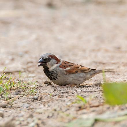 Le moineau domestique aime les bains de sable. Au jardin, on peut installer une bassine de sable fin.