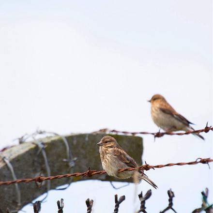 On la trouve parfois dans les jardins et cimetières à proximité des villages