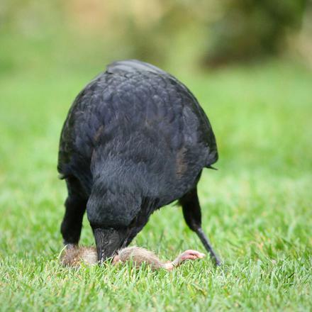 La corneille noire est omnivore, elle mange de tout : insectes, vers, escargots, invertébrés, graines, fruits...