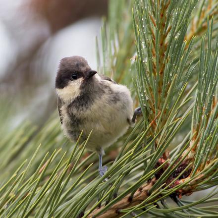 Chez les juvéniles (jeune oiseau qui a développé son premier plumage complet mais n’a pas encore son plumage adulte) le noir est plutôt marron. Ils sont plus ternes.