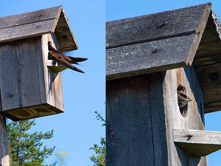 Le martinet noir pourrait venir au jardin s'il peut installer son nid dans un endroit abrité, à 6-7 m de hauteur, avec une surface d'envol et d'atterrissage dégagé.