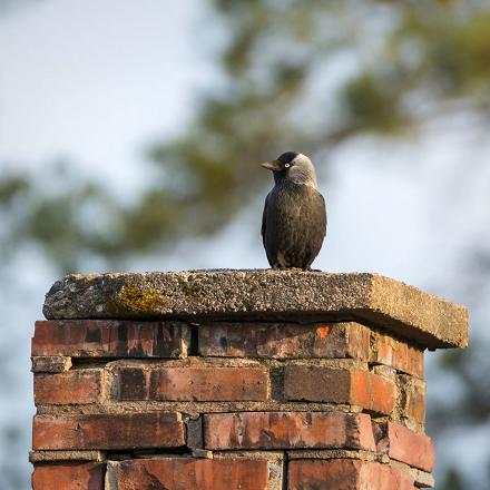 Le choucas des tours vit dans des espaces variés autour des villes et villages : dans les parcs et jardins...