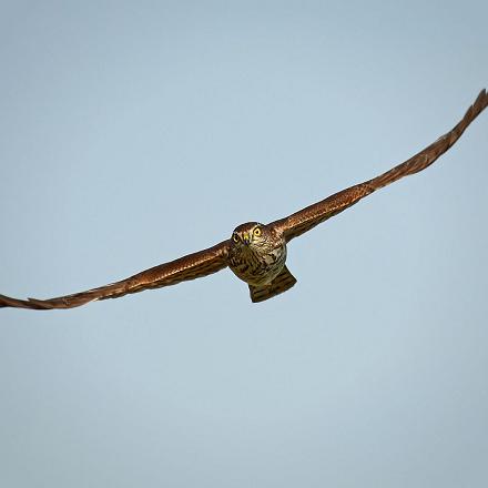 On le reconnaît à son vol rapide et rasant où il alterne les battements d'ailes et de longs glissés.