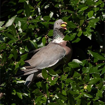 Le pigeon ramier se nourrit principalement de matières végétales : feuilles, fleurs, bourgeons, baies, graines...
