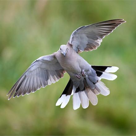 Au printemps, on peut admirer son vol nuptial : après un vol ascendant abrupt, elle redescend gracieusement en planant, avec des roucoulements doux.