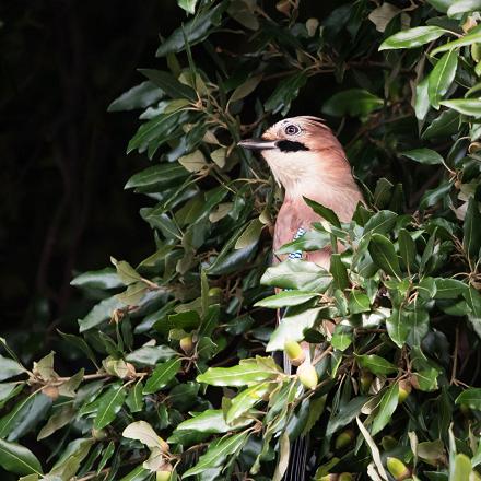 Il niche dans les arbres et se fait discret pendant la reproduction.