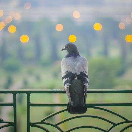 Ils sont partout là où ils peuvent récupérer de la nourriture, jusqu'à atteindre parfois des balcons en hauteur.