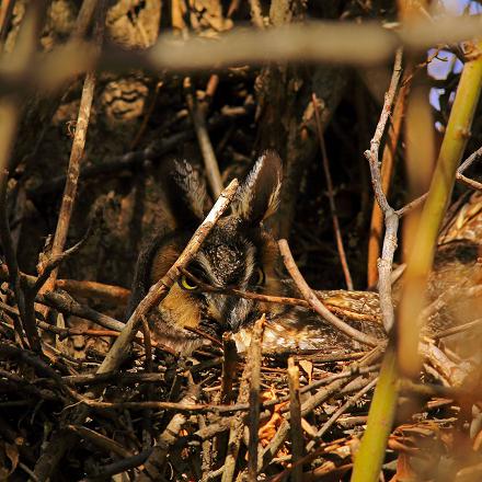 Il niche dans les arbres.