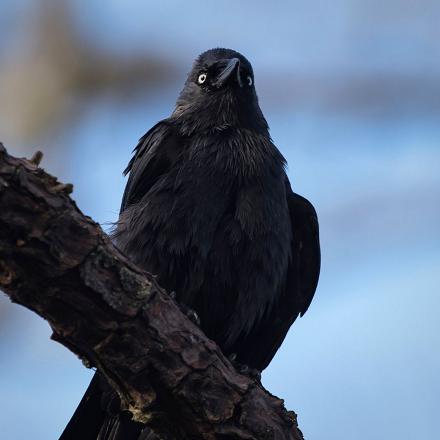 Il a le plumage noir.