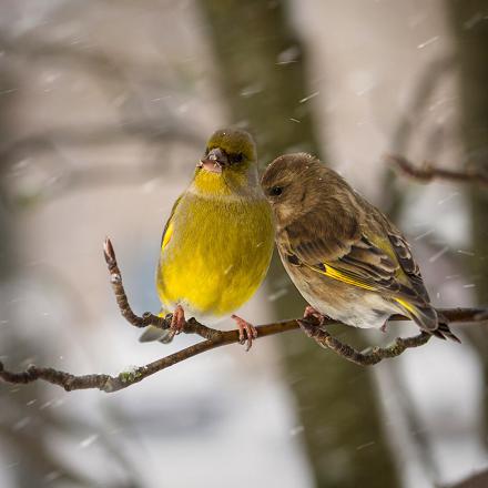 La femelle a un plumage plus grisâtre et le jaune est plus pâle et plus fin.