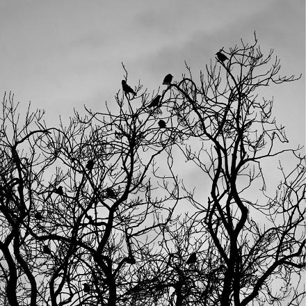 Ils se regroupent dans des arbres dortoirs comme de grands platanes pour la nuit.