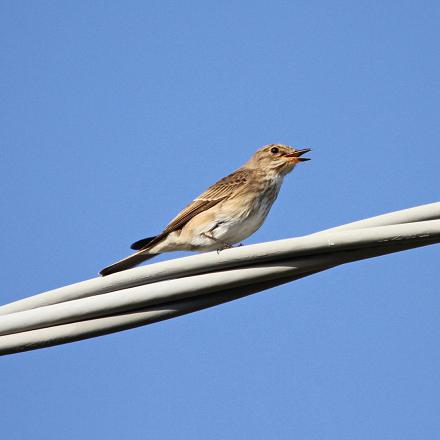 Le gobe-mouche gris pousse des cris fins et aigus. 