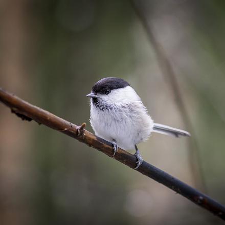 Ses joues sont blanches.