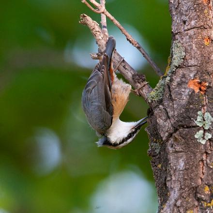 Elle chasse les insectes en fouillant dans les écorces, les branches et les feuilles.