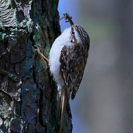 Il peut stocker sa nourriture sous l'écorce pour passer l'hiver.