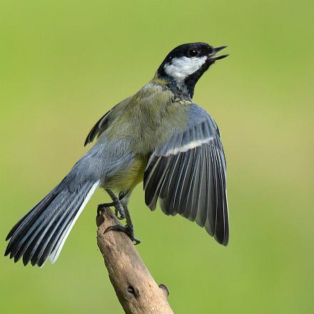 Les oiseaux chantent pour marquer leur territoire contre les rivaux et pour attirer les femelles .