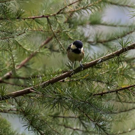 Elle est plus difficile à voir parce qu’elle se tient dans les branches hautes des conifères (arbres qui produisent des cônes comme les pins, les sapins, les épicéas...).