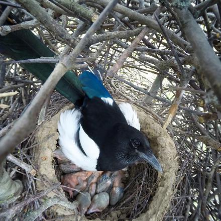 Son nid est une corbeille de brindilles et branchettes colmatée de boue entourée d'un dôme protecteur de branches.