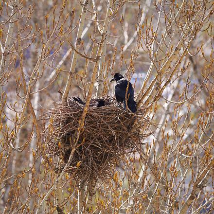 La période de reproduction du corbeau freux s'étend de mars à septembre.