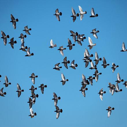 La capacité de ces derniers à revenir fidèlement au pigeonnier reste aujourd'hui un mystère.