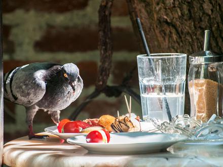 mais il est devenu omnivore et opportuniste depuis qu'il vit principalement en ville.