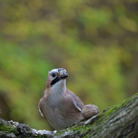 Au jardin, il est plutôt farouche : il vient récupérer noix et graines mais préfère les manger plus loin dans un coin tranquille ou les cacher.