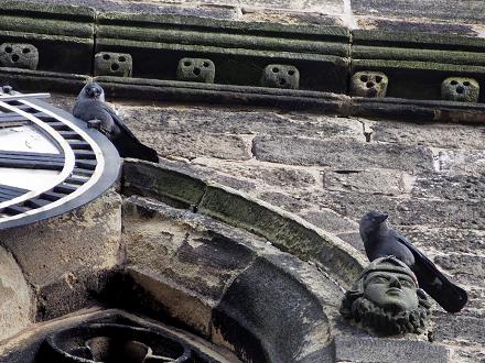 et même dans les clochers, ruines et châteaux. D'où son nom de 