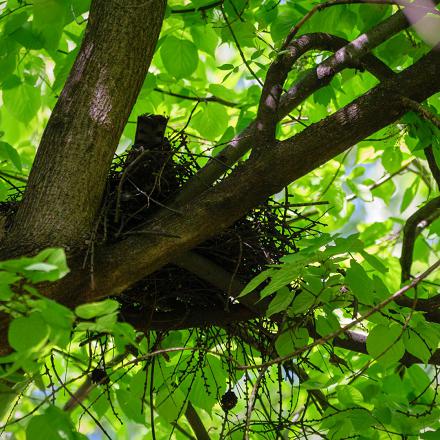 Il niche dans les arbres, et de préférence dans les conifères.