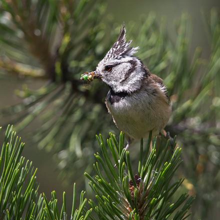 Comme la mésange noire, à la belle saison, elle recherche des petits insectes, larves et araignées dans la partie haute des arbres.