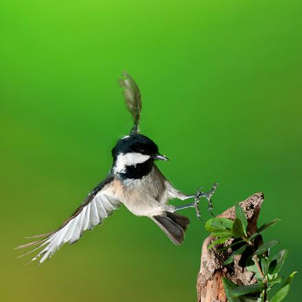 La mésange noire est une espèce sédentaire et parfois migratrice de courte distance. 