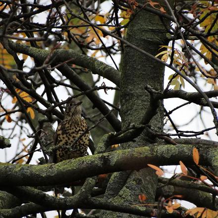 La grive draine vit dans les boisements de grands arbres, des bois, parcs et jardins.