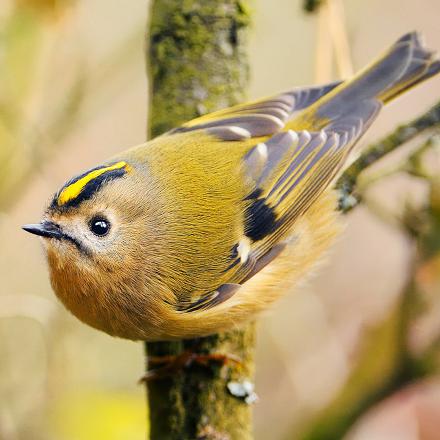 La femelle a seulement un bandeau jaune bordée de noir sur la tête.