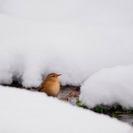 Il passe généralement l'hiver en solitaire. Mais on découvre parfois des dortoirs de plusieurs individus.