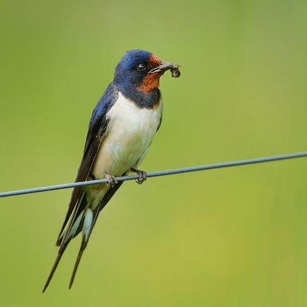 L'hirondelle de cheminée mange uniquement des insectes volants. (60% de mouches)