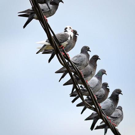 Il peut avoir un plumage très varié...